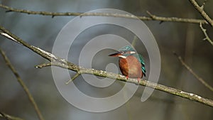 A beautiful hunting female kingfisher, alcedo atthis, perching on a twig that is growing over a river. It has been diving into the