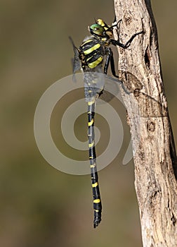 A beautiful hunting Golden-ringed Dragonfly, Cordulegaster boltonii, perching on a twig.