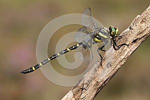 A beautiful hunting Golden-ringed Dragonfly, Cordulegaster boltonii, perching on a twig.