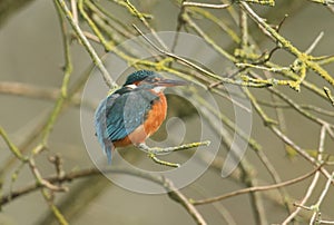 A beautiful hunting Kingfisher, Alcedo atthis, perching on a twig that is growing over a river. It is diving into the water catchi