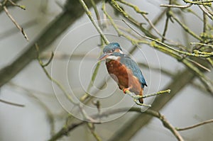 A beautiful hunting Kingfisher, Alcedo atthis, perching on a twig that is growing over a river. It is diving into the water catchi