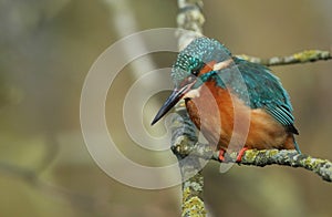 A beautiful hunting Kingfisher, perching on a branch that is growing over a river.