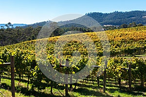 Vineyard in the Huon Valley, Tasmania