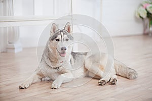 Beautiful huskies dog on floor in room