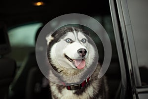 Beautiful husky dog in car