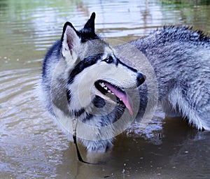 Beautiful Husky Dog in a creek on a hot day