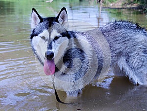 Beautiful Husky Dog in a creek on a hot day