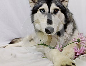 Beautiful Husky Dog holding pink flowers on white
