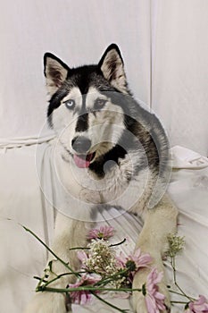 Beautiful Husky Dog holding pink flowers on white