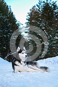 Beautiful Husky dog lies on snow in winter forest. Noble black and white Siberian husky with blue eyes looking to side.