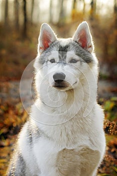 Beautiful husky dog photo