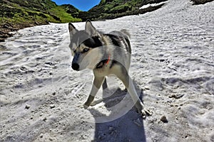 A beautiful husky dog plays in alpine meadows. Summer sunny day.