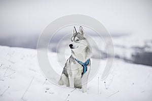 Beautiful Husky dog in a snow scene wintertime