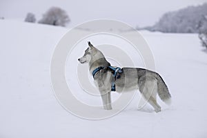 Beautiful Husky dog in a snow scene wintertime