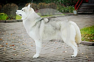 Beautiful husky dog standing