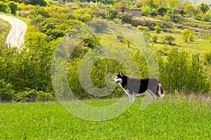 Beautiful husky dog standing on a lush green grass hill