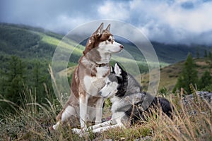 Beautiful husky dogs on a walk in  mountains. Siberian huskies relax on background of a mountain landscape