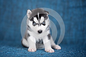 A beautiful Husky puppy with pretty blue eyes