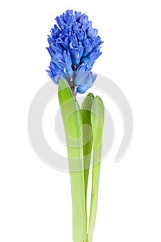 Beautiful hyacinth isolated