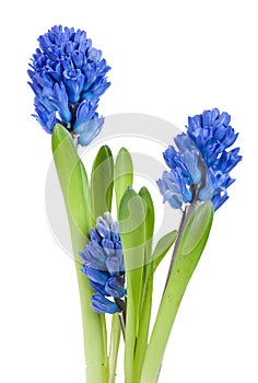 Beautiful hyacinth isolated