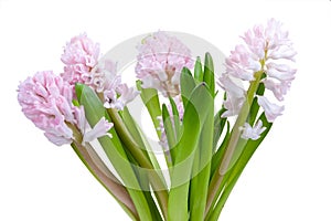 Beautiful hyacinth isolated