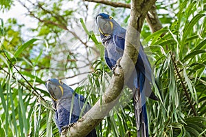 Beautiful Hyacinth Macaw Anodorhynchus hyacinthinus in the Brazilian wetland