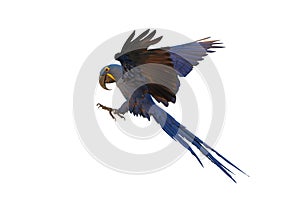 Beautiful Hyacinthine Macaw parrot flying isolated on white background.