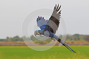 Beautiful Hyacinthine Macaw parrot flying on the rice field. Free flying bird