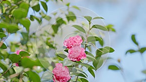 Beautiful Hybrid Camellia Flower With Fresh Waxy Leaves. Pink Flower Head. Floriculture.