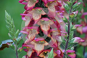 Beautiful Hybrid foxglove `Digiplexis Illumination Flame` upright flowers