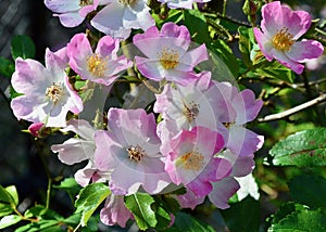 Beautiful hybrid musk rose - Ballerina - enjoys the afternoon spring sunshine