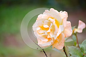 Beautiful Hybrid Orange-yellow rose in a spring season at a botanical garden.