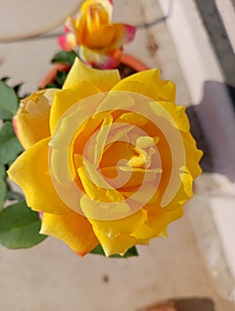 Beautiful Hybrid Rose bicolour