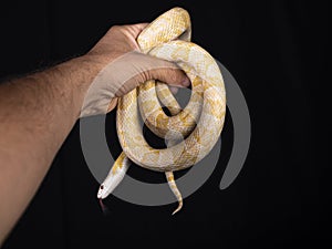 Beautiful hybrid snake, crossing of two species, corn snake and rat snake