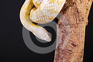 Beautiful hybrid snake, crossing of two species, corn snake and rat snake