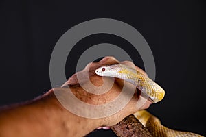 Beautiful hybrid snake, crossing of two species, corn snake and rat snake