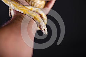 Beautiful hybrid snake, crossing of two species, corn snake and rat snake