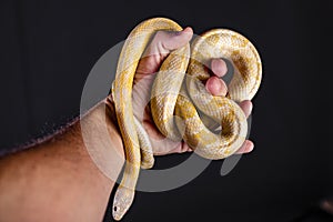 Beautiful hybrid snake, crossing of two species, corn snake and rat snake