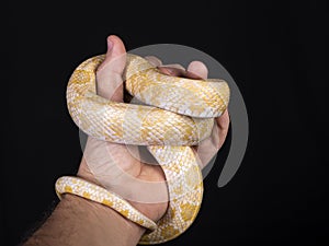 Beautiful hybrid snake, crossing of two species, corn snake and rat snake