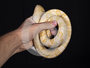 Beautiful hybrid snake, crossing of two species, corn snake and rat snake