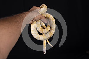 Beautiful hybrid snake, crossing of two species, corn snake and rat snake