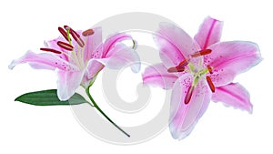 Beautiful hybrids pink lily flowers with green leaf of Lilium true lilies the herbaceous flowering plant growing from bulbs