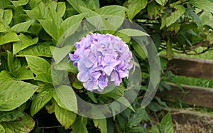Beautiful Hydrangea bushes in bloom in a garden in UK