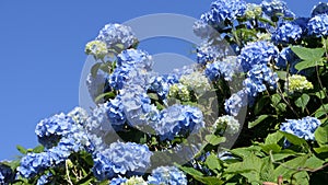 Beautiful Hydrangea bushes in bloom in a garden in UK