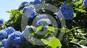Beautiful Hydrangea bushes in bloom in a garden in UK