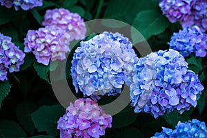 Beautiful hydrangea flower in the garden