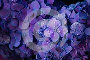 Beautiful hydrangea flower in the garden. Blue, violet flower closeup