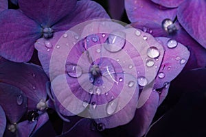 Beautiful hydrangea flower in the garden. Blue, violet flower closeup