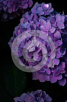 Beautiful hydrangea flower in the garden. Blue, violet flower closeup