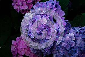 Beautiful hydrangea flower in the garden. Blue, violet flower closeup